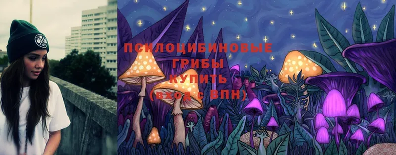 Псилоцибиновые грибы Psilocybe Ясногорск